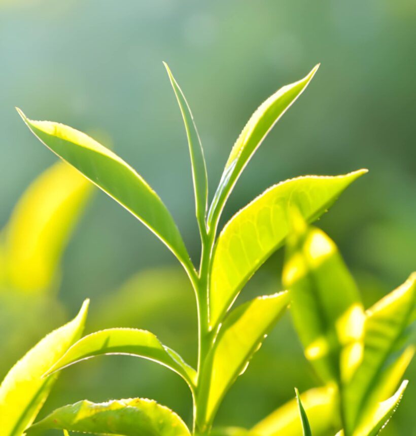 Become a Distributor