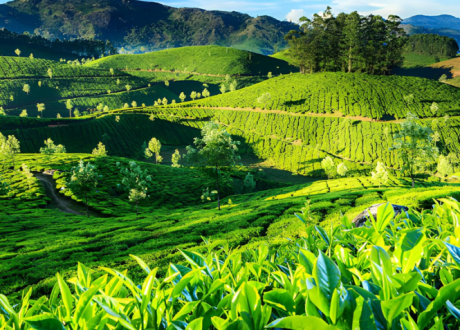 Tea is one of the most popular drinks in the world